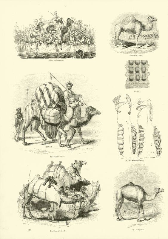 Page from The Pictorial Museum of Animated Nature by English School