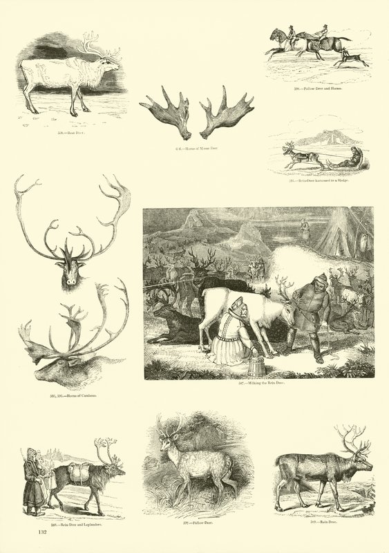 Page from The Pictorial Museum of Animated Nature by English School