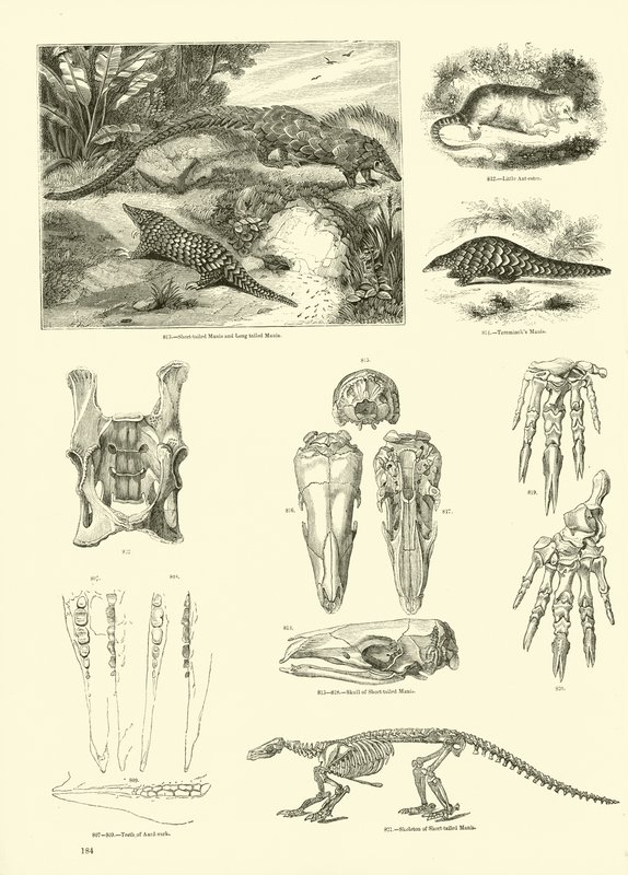 Page from The Pictorial Museum of Animated Nature by English School