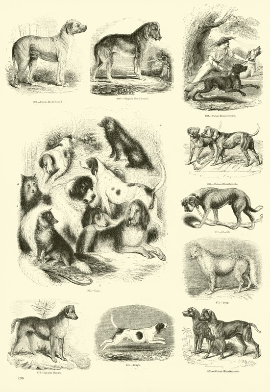 Page from The Pictorial Museum of Animated Nature by English School