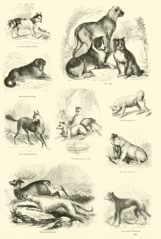 Page from The Pictorial Museum of Animated Nature by English School