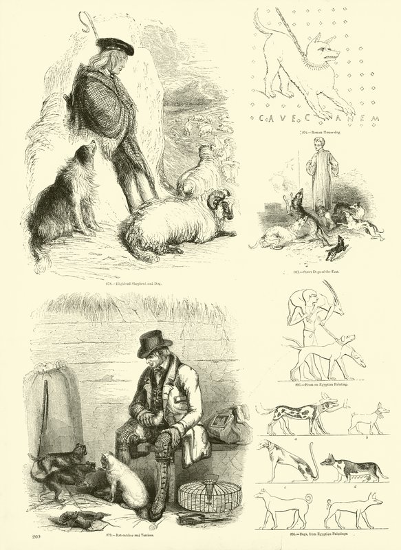 Page from The Pictorial Museum of Animated Nature by English School