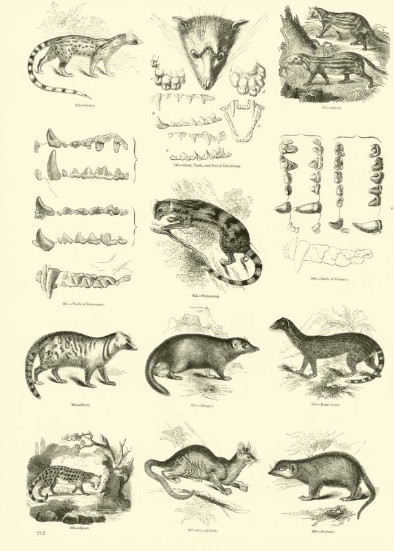 Page from The Pictorial Museum of Animated Nature by English School