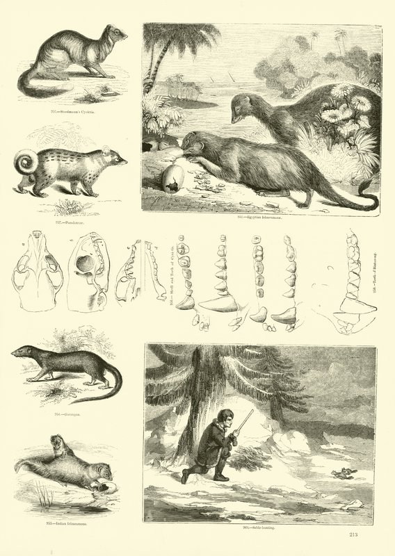Page from The Pictorial Museum of Animated Nature by English School