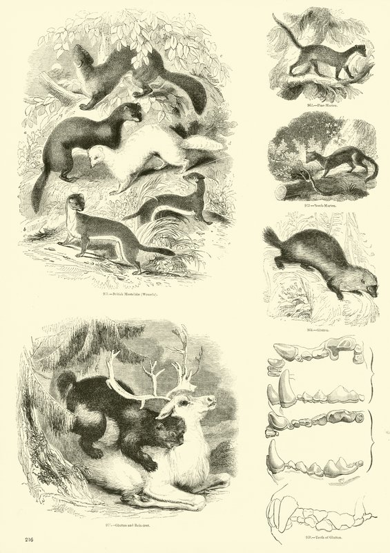 Page from The Pictorial Museum of Animated Nature by English School