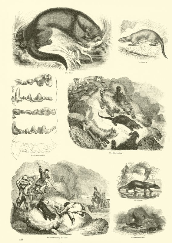 Page from The Pictorial Museum of Animated Nature by English School