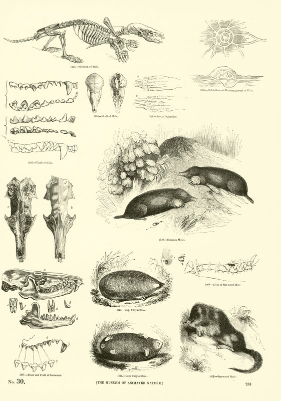 Page from The Pictorial Museum of Animated Nature by English School