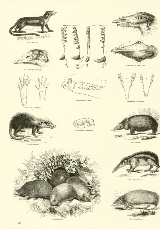 Page from The Pictorial Museum of Animated Nature by English School