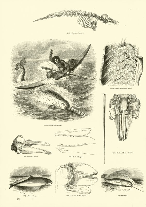 Page from The Pictorial Museum of Animated Nature by English School