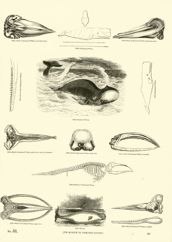 Page from The Pictorial Museum of Animated Nature by English School