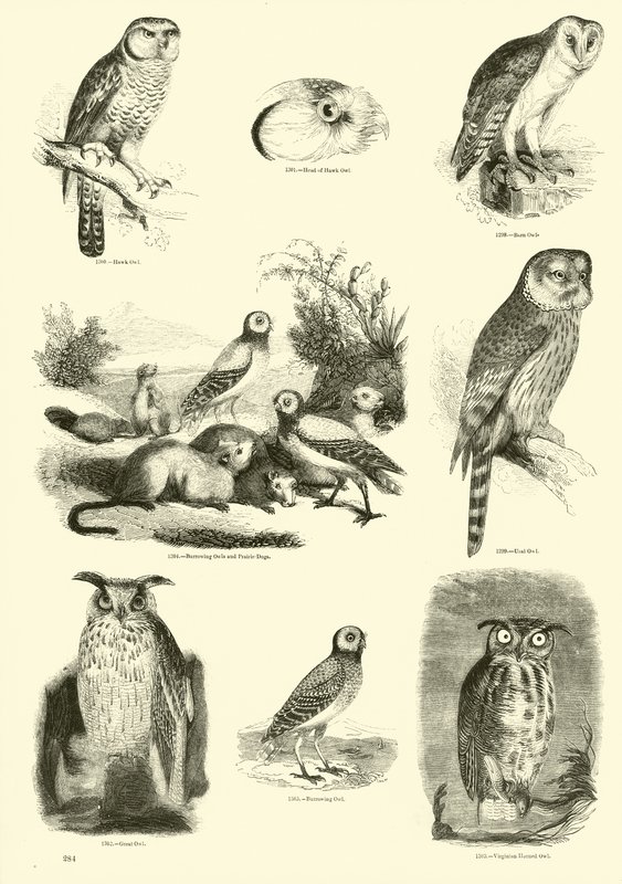 Page from The Pictorial Museum of Animated Nature by English School