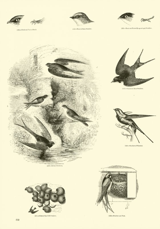 Page from The Pictorial Museum of Animated Nature by English School
