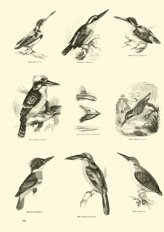 Page from The Pictorial Museum of Animated Nature by English School