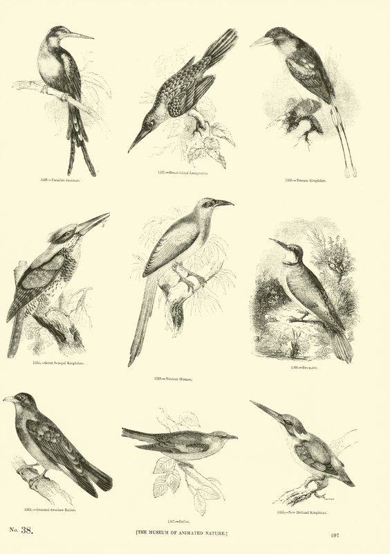 Page from The Pictorial Museum of Animated Nature by English School