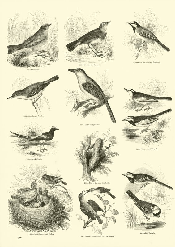 Page from The Pictorial Museum of Animated Nature by English School
