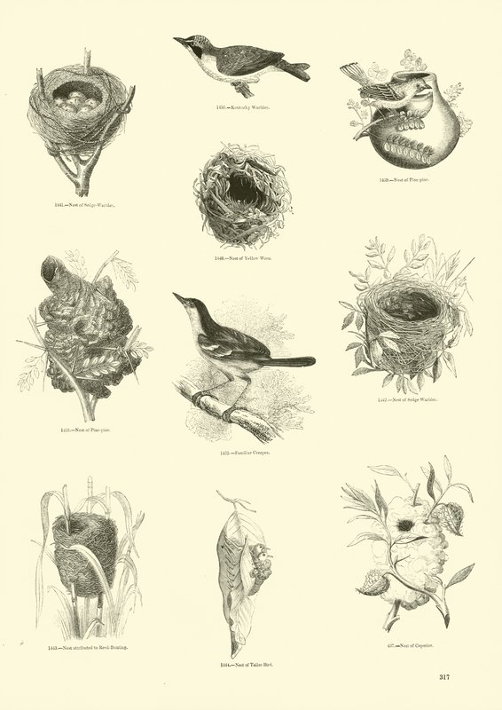 Page from The Pictorial Museum of Animated Nature by English School