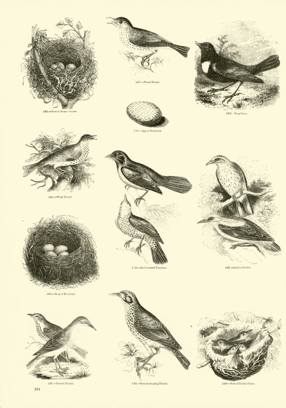 Page from The Pictorial Museum of Animated Nature by English School