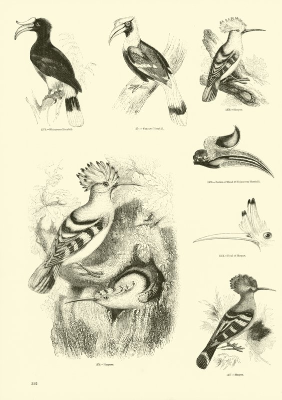 Page from The Pictorial Museum of Animated Nature by English School