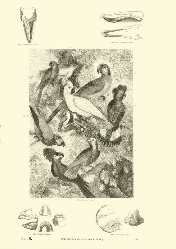 Page from The Pictorial Museum of Animated Nature by English School