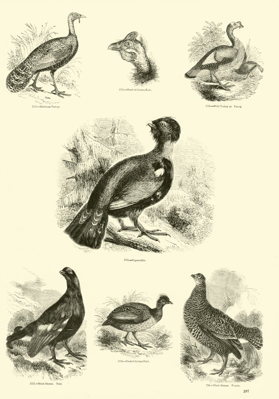 Page from The Pictorial Museum of Animated Nature by English School