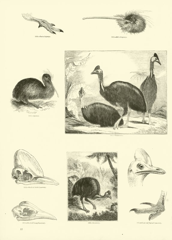 Page from The Pictorial Museum of Animated Nature by English School
