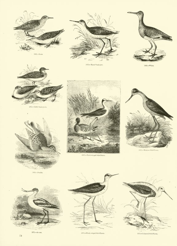 Page from The Pictorial Museum of Animated Nature by English School