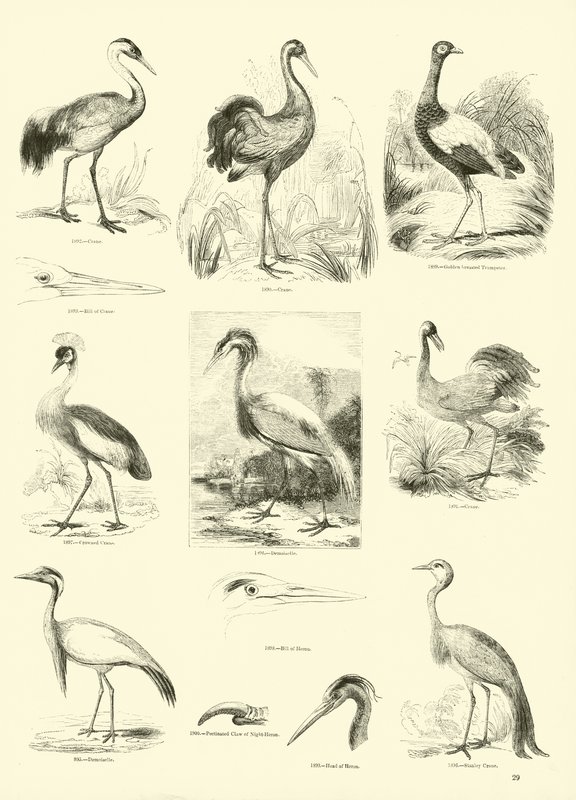 Page from The Pictorial Museum of Animated Nature by English School