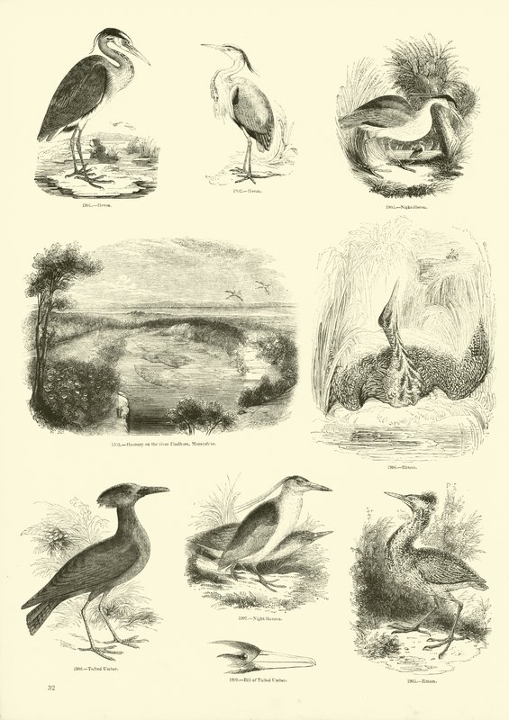 Page from The Pictorial Museum of Animated Nature by English School