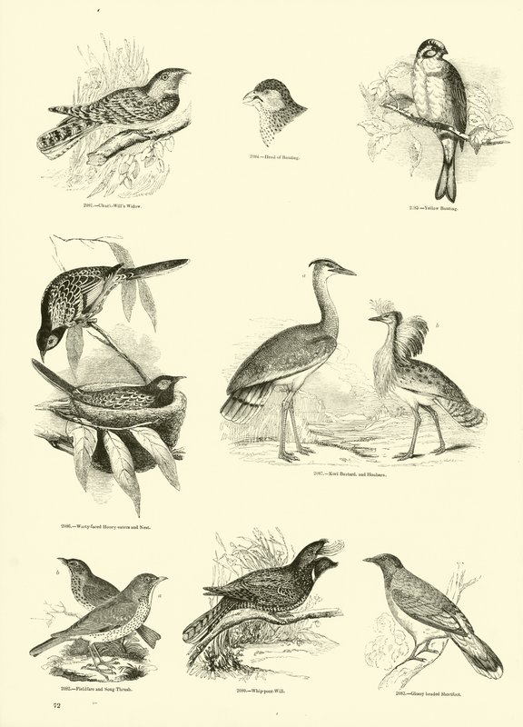 Page from The Pictorial Museum of Animated Nature by English School