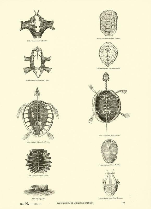 Page from The Pictorial Museum of Animated Nature by English School