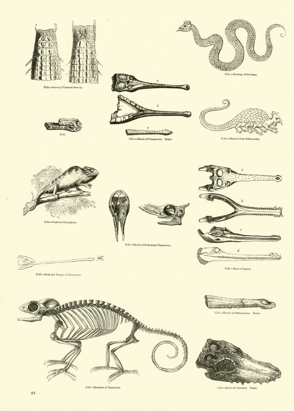 Page from The Pictorial Museum of Animated Nature by English School
