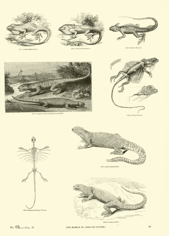 Page from The Pictorial Museum of Animated Nature by English School