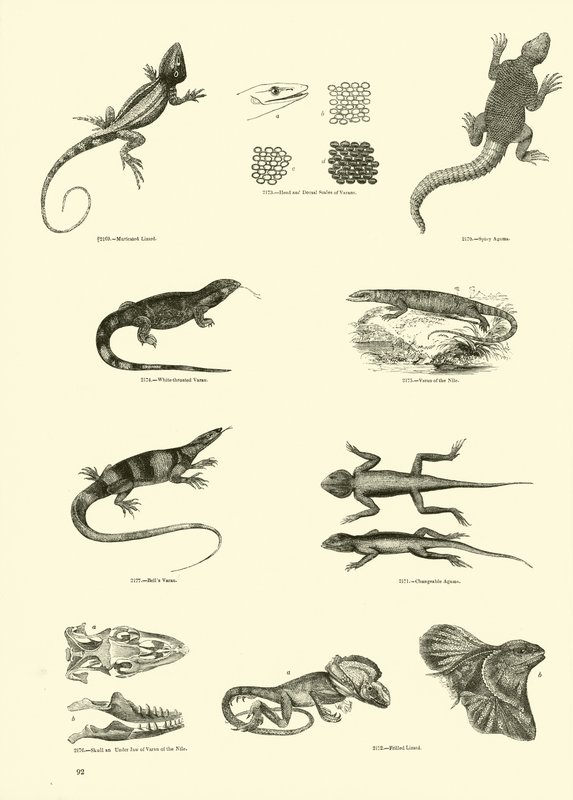 Page from The Pictorial Museum of Animated Nature by English School