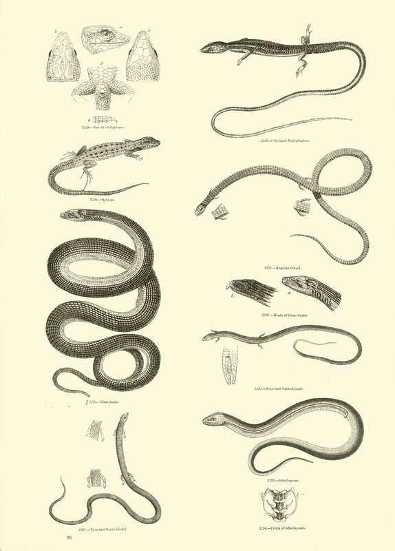 Page from The Pictorial Museum of Animated Nature by English School