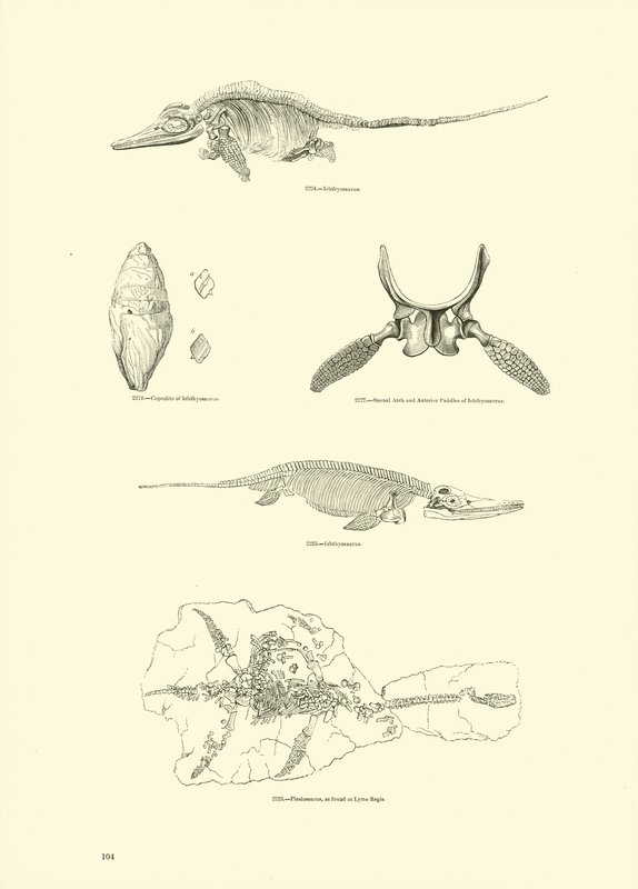 Page from The Pictorial Museum of Animated Nature by English School