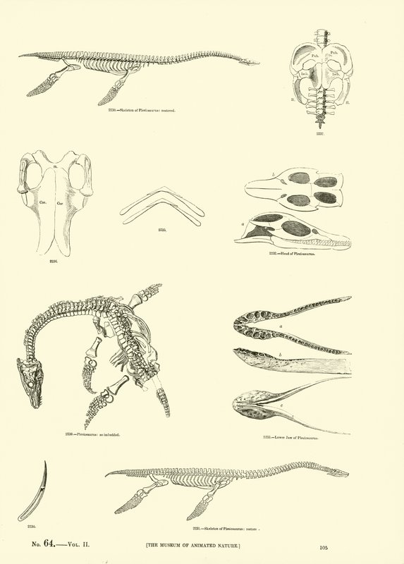 Page from The Pictorial Museum of Animated Nature by English School