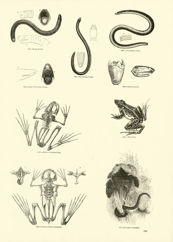 Page from The Pictorial Museum of Animated Nature by English School