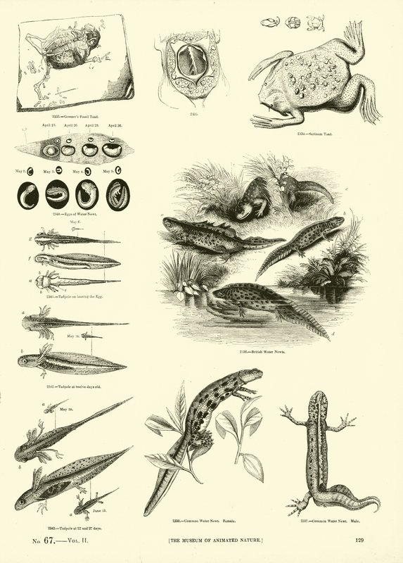Page from The Pictorial Museum of Animated Nature by English School