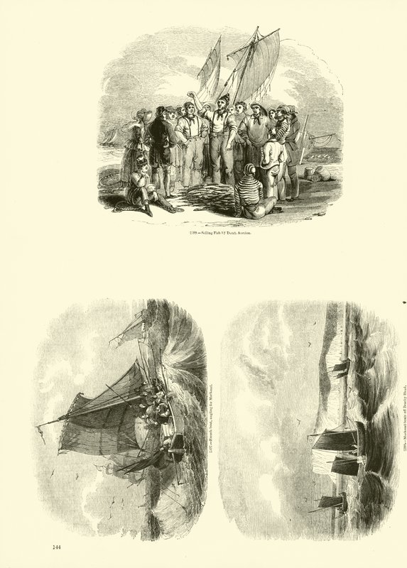 Page from The Pictorial Museum of Animated Nature by English School