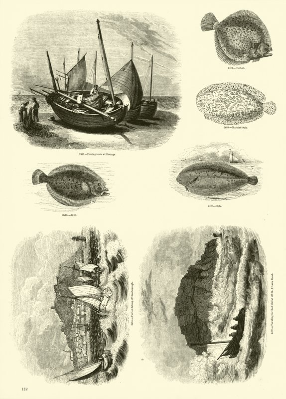 Page from The Pictorial Museum of Animated Nature by English School