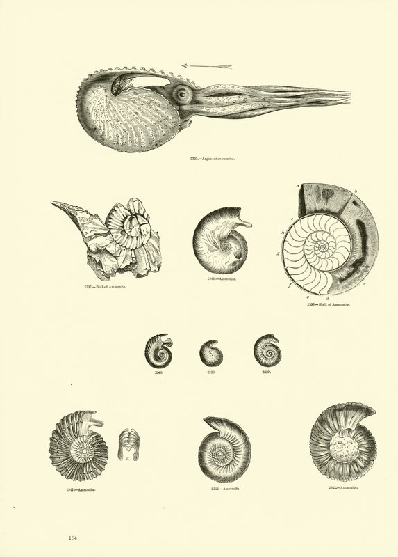 Page from The Pictorial Museum of Animated Nature by English School