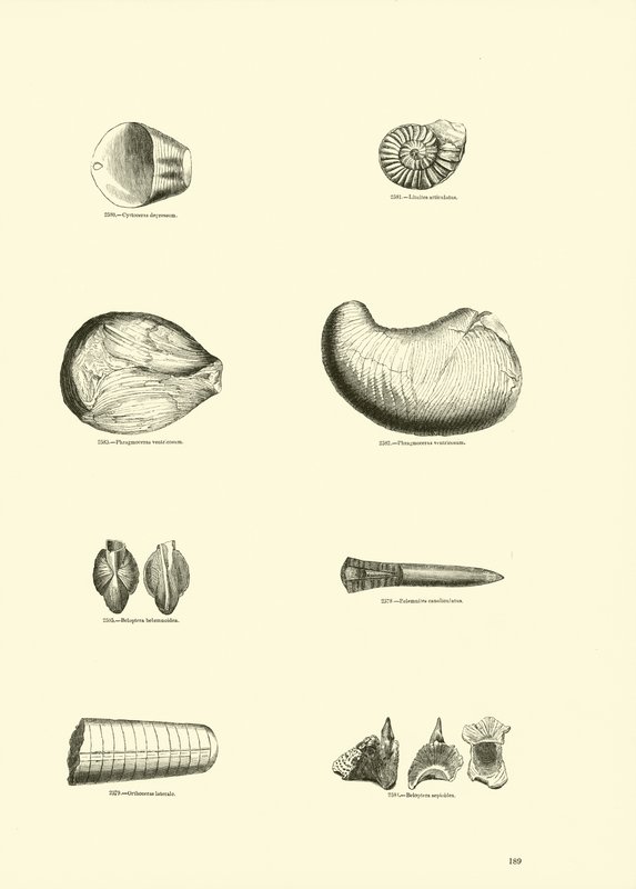 Page from The Pictorial Museum of Animated Nature by English School