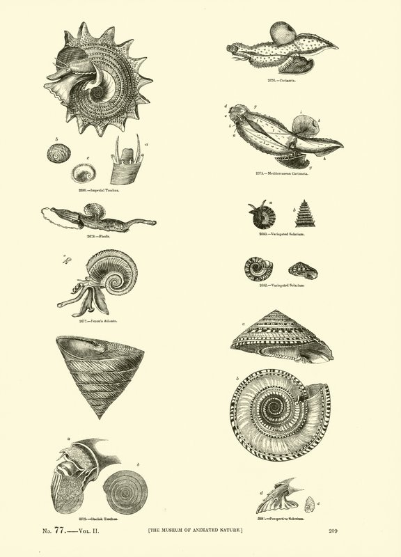 Page from The Pictorial Museum of Animated Nature by English School