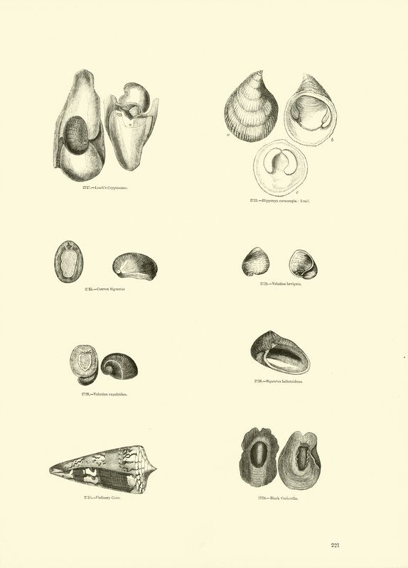 Page from The Pictorial Museum of Animated Nature by English School