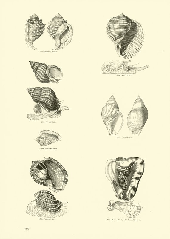 Page from The Pictorial Museum of Animated Nature by English School