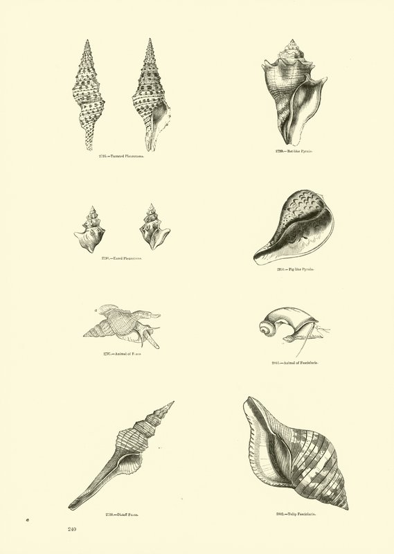 Page from The Pictorial Museum of Animated Nature by English School