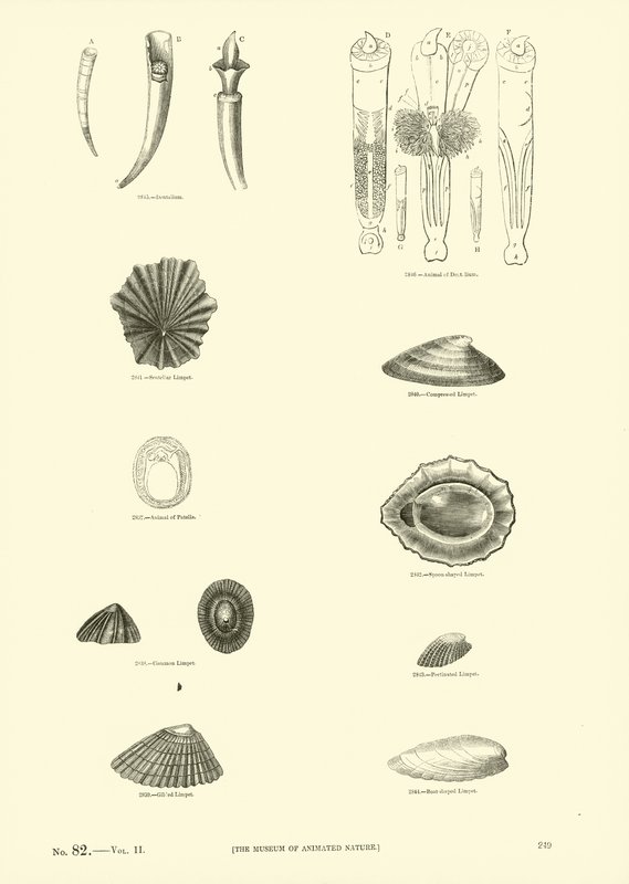 Page from The Pictorial Museum of Animated Nature by English School