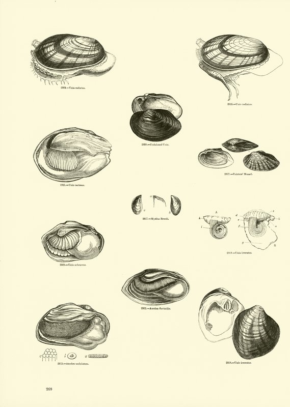 Page from The Pictorial Museum of Animated Nature by English School