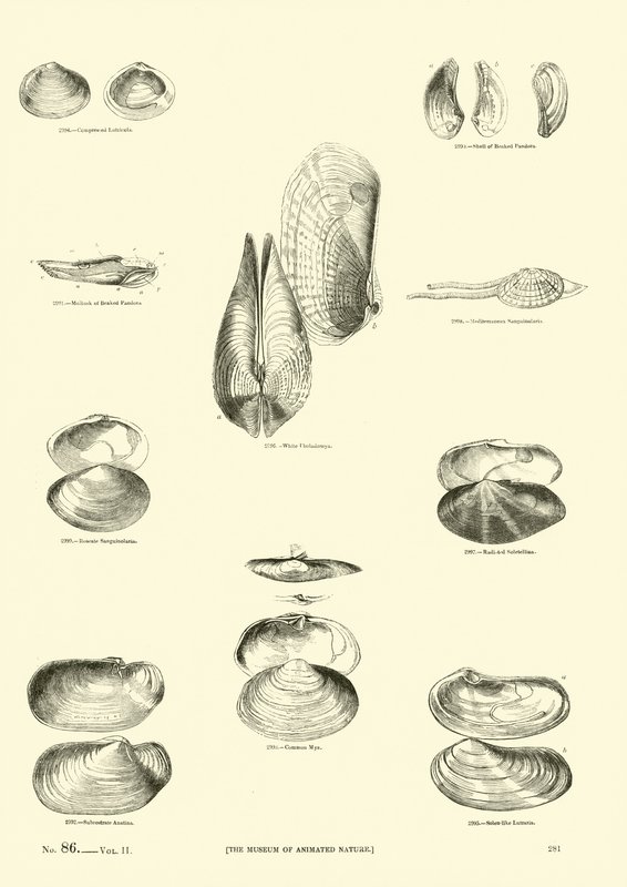 Page from The Pictorial Museum of Animated Nature by English School