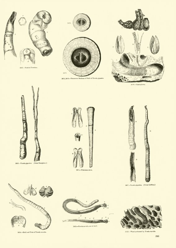 Page from The Pictorial Museum of Animated Nature by English School